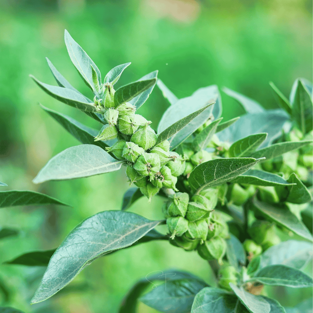 Ashwagandha (Indian Ginseng) – 30 Seeds